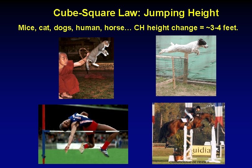 Cube-Square Law: Jumping Height Mice, cat, dogs, human, horse… CH height change = ~3