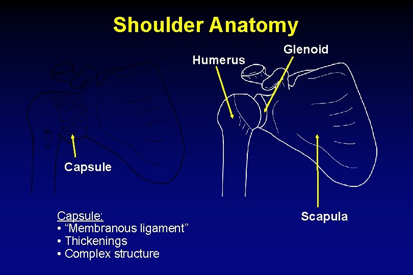 Shoulder Anatomy Humerus Glenoid Capsule: • “Membranous ligament” • Thickenings • Complex structure Scapula