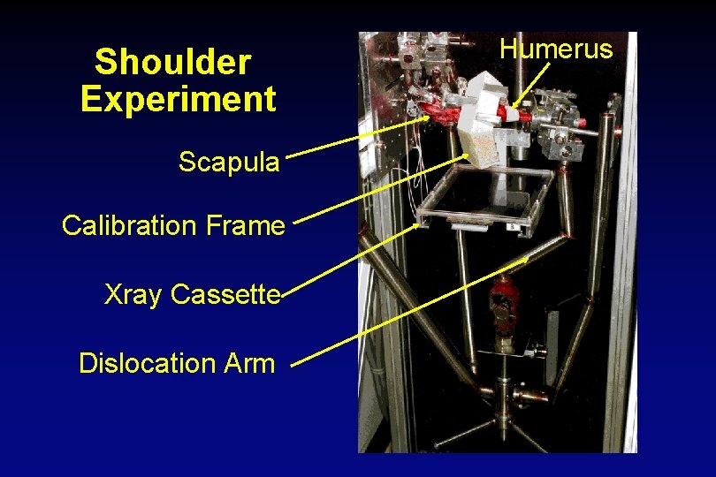 Shoulder Experiment Scapula Calibration Frame Xray Cassette Dislocation Arm Humerus 