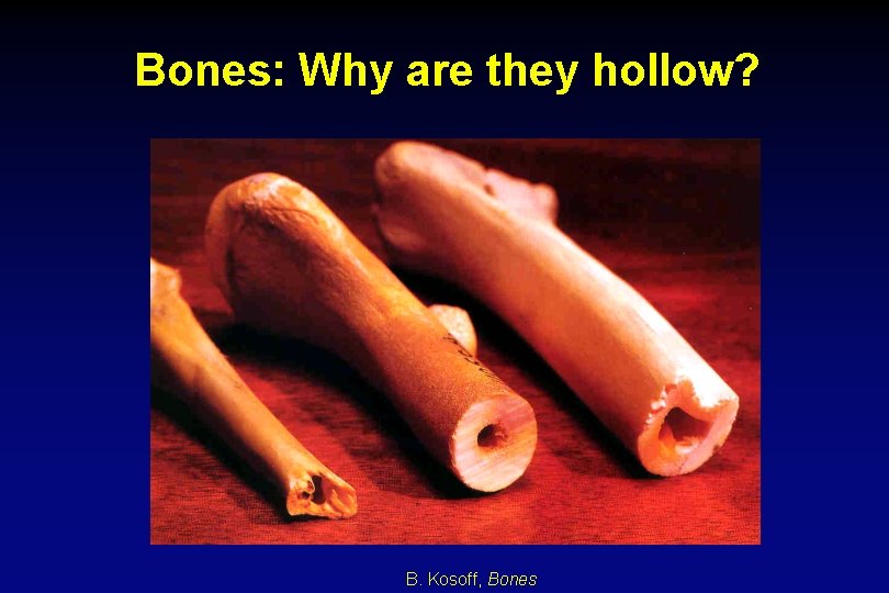 Bones: Why are they hollow? B. Kosoff, Bones 