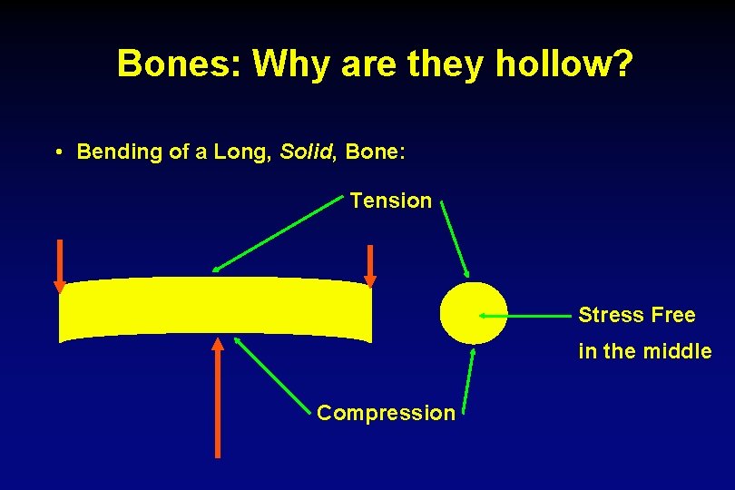 Bones: Why are they hollow? • Bending of a Long, Solid, Bone: Tension Stress
