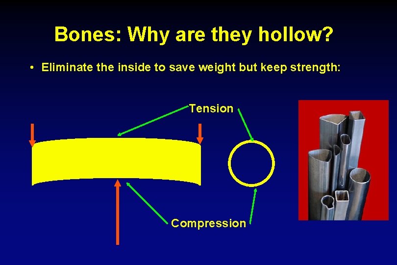 Bones: Why are they hollow? • Eliminate the inside to save weight but keep