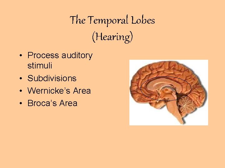 The Temporal Lobes (Hearing) • Process auditory stimuli • Subdivisions • Wernicke’s Area •