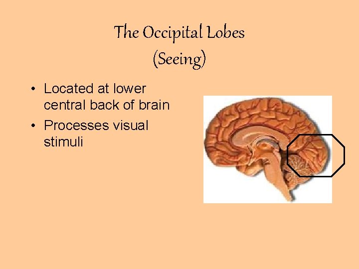 The Occipital Lobes (Seeing) • Located at lower central back of brain • Processes