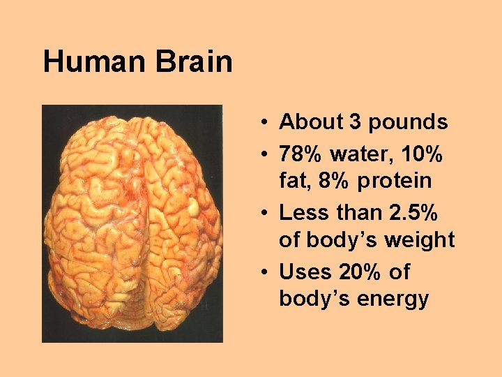 Human Brain • About 3 pounds • 78% water, 10% fat, 8% protein •