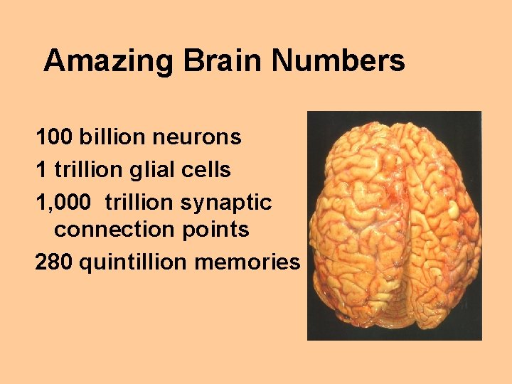 Amazing Brain Numbers 100 billion neurons 1 trillion glial cells 1, 000 trillion synaptic