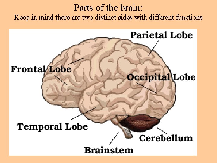 Parts of the brain: Keep in mind there are two distinct sides with different