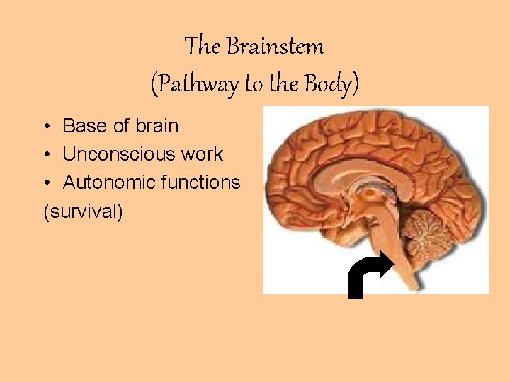 The Brainstem (Pathway to the Body) • Base of brain • Unconscious work •