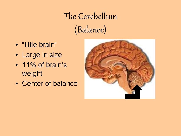 The Cerebellum (Balance) • “little brain” • Large in size • 11% of brain’s