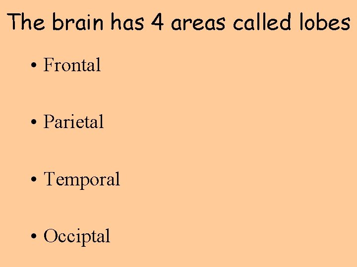 The brain has 4 areas called lobes • Frontal • Parietal • Temporal •