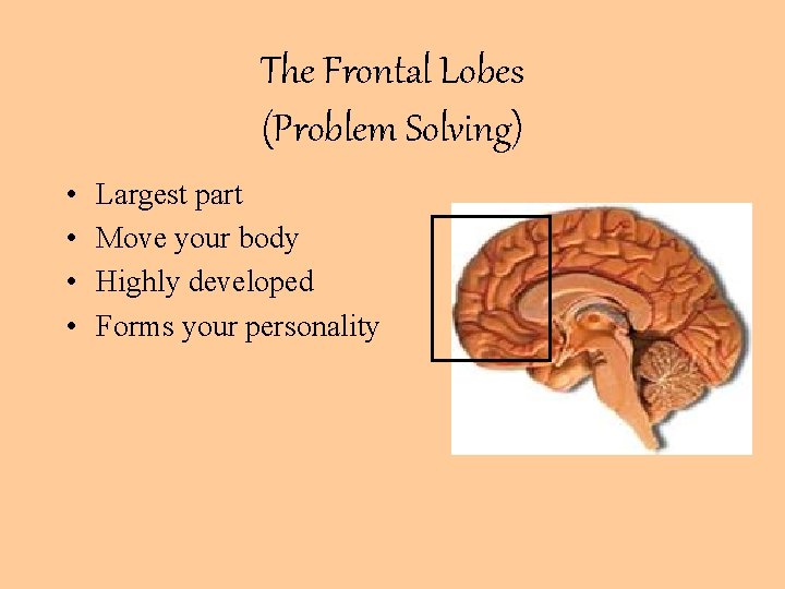 The Frontal Lobes (Problem Solving) • • Largest part Move your body Highly developed