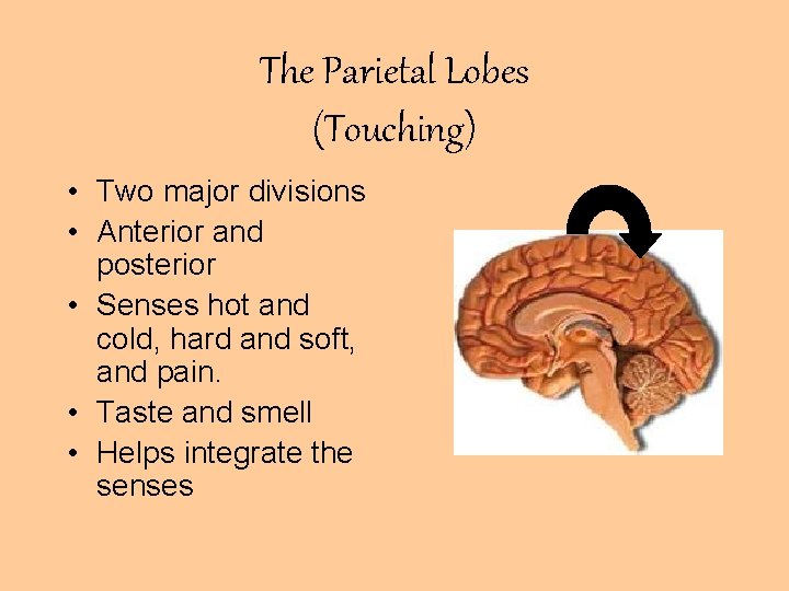 The Parietal Lobes (Touching) • Two major divisions • Anterior and posterior • Senses