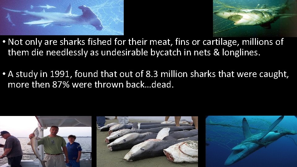 Victims • Not only are sharks fished for their meat, fins or cartilage, millions