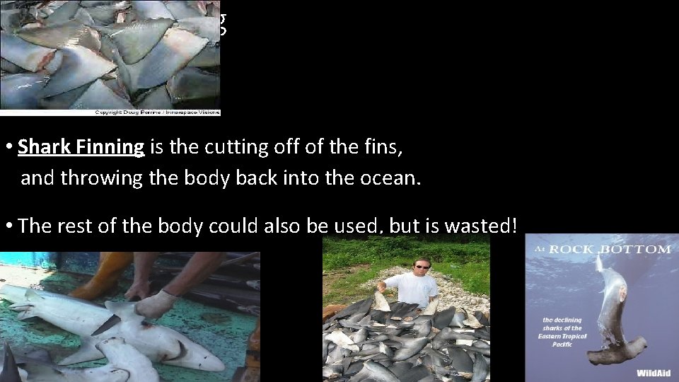 Shark Finning • Shark Finning is the cutting off of the fins, and throwing