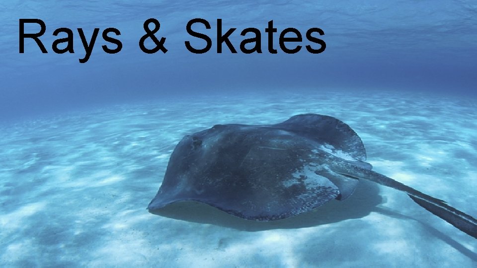 Rays & Skates 