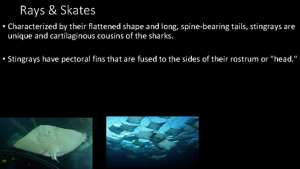 Rays & Skates • Characterized by their flattened shape and long, spine-bearing tails, stingrays