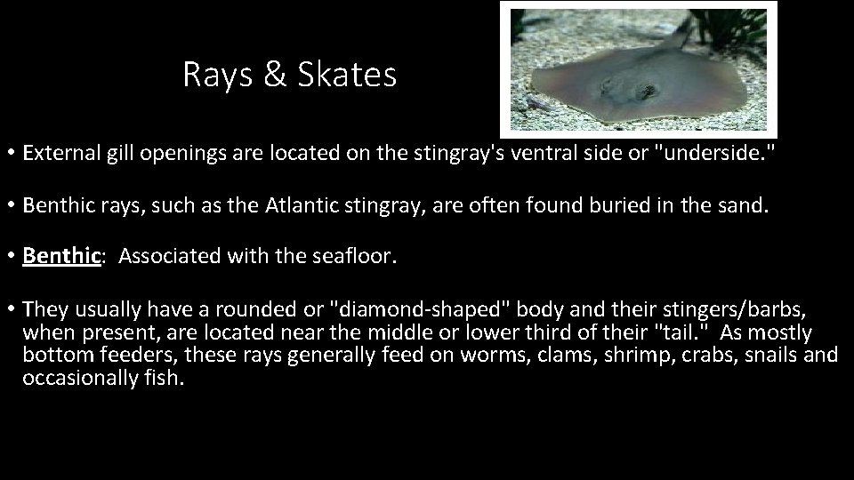 Rays & Skates • External gill openings are located on the stingray's ventral side