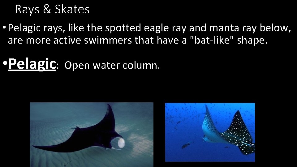 Rays & Skates • Pelagic rays, like the spotted eagle ray and manta ray