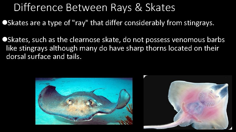 Difference Between Rays & Skates l. Skates are a type of "ray" that differ