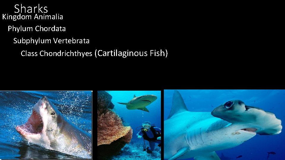 Sharks Kingdom Animalia Phylum Chordata Subphylum Vertebrata Class Chondrichthyes (Cartilaginous Fish) 