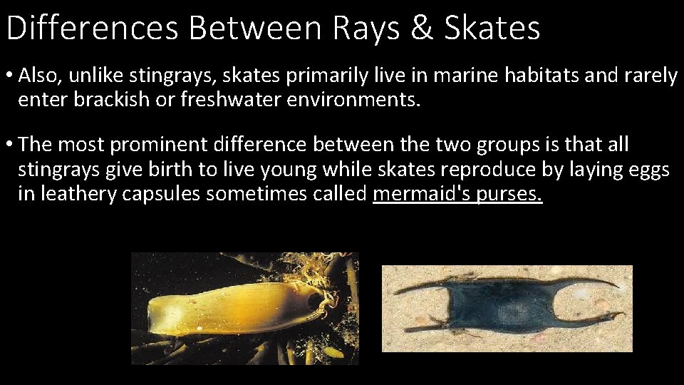 Differences Between Rays & Skates • Also, unlike stingrays, skates primarily live in marine