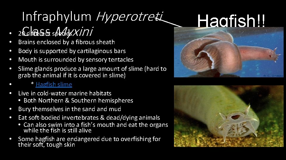  • • • Infraphylum Hyperotreti 20 Class different species Myxini Brains enclosed by