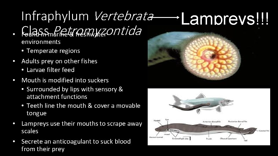  • • • Infraphylum Vertebrata Class Petromyzontida Found in marine & freshwater environments