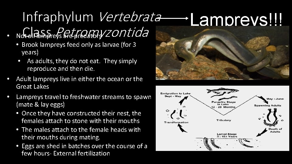  • Infraphylum Vertebrata Class Petromyzontida Not all lampreys are predators • Brook lampreys