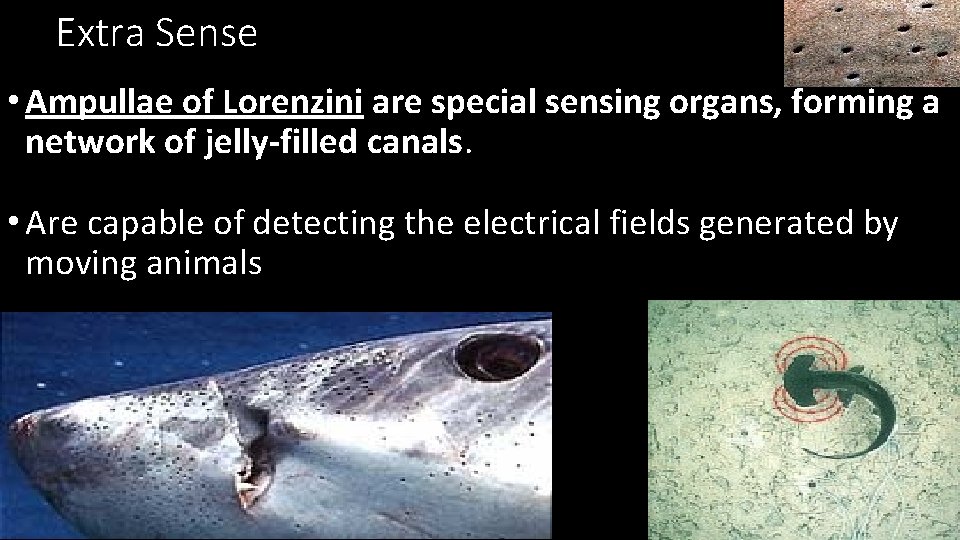 Extra Sense • Ampullae of Lorenzini are special sensing organs, forming a network of