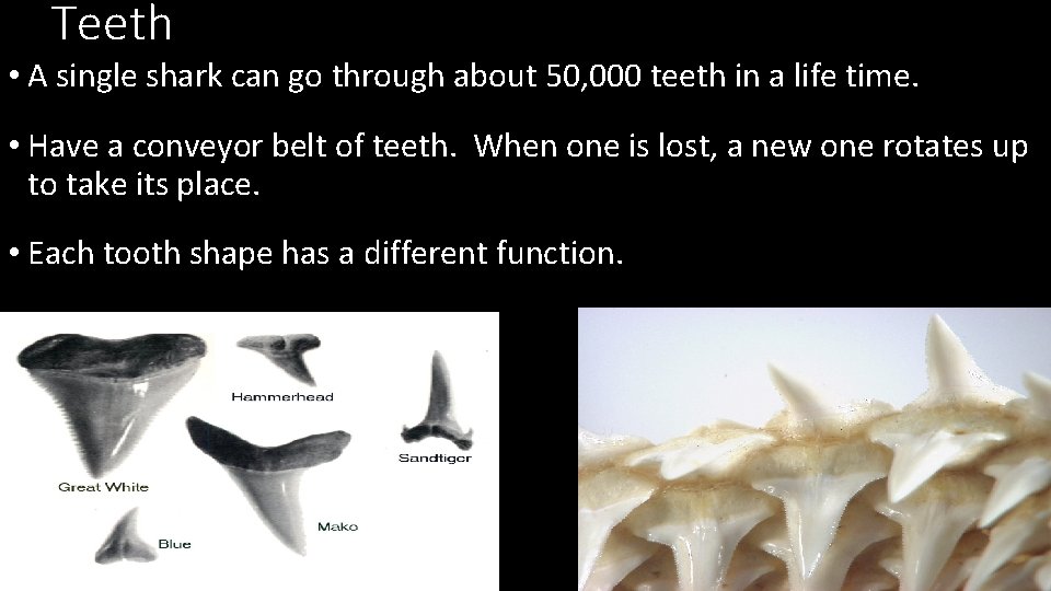 Teeth • A single shark can go through about 50, 000 teeth in a