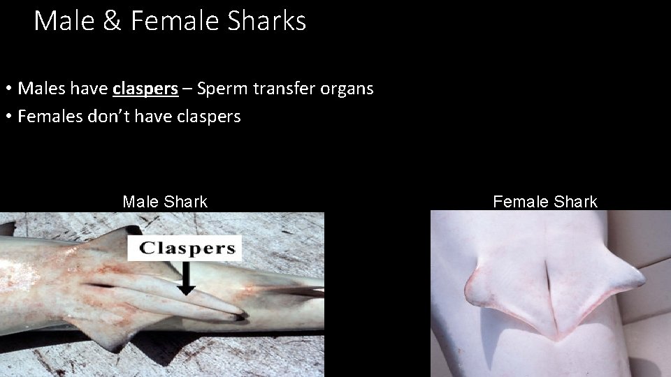 Male & Female Sharks • Males have claspers – Sperm transfer organs • Females