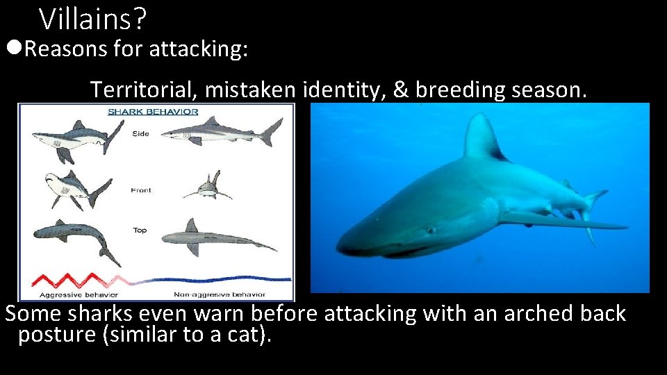 Villains? l. Reasons for attacking: Territorial, mistaken identity, & breeding season. Some sharks even
