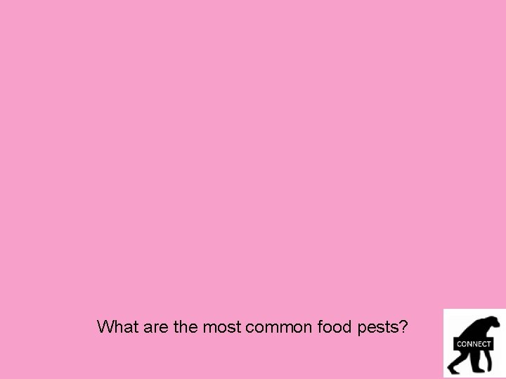 What are the most common food pests? 