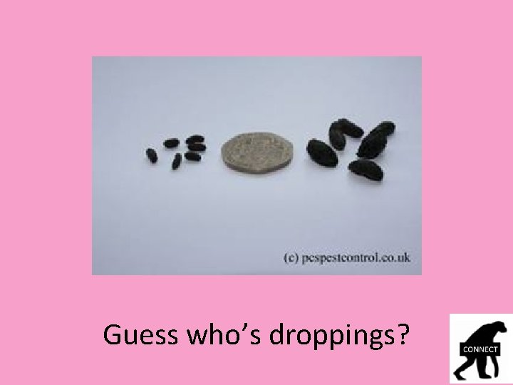 Guess who’s droppings? 