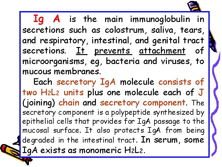 Ig A is the main immunoglobulin in secretions such as colostrum, saliva, tears, and