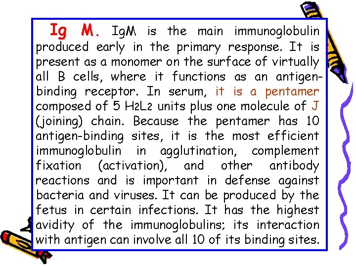 Ig M. Ig. M is the main immunoglobulin produced early in the primary response.