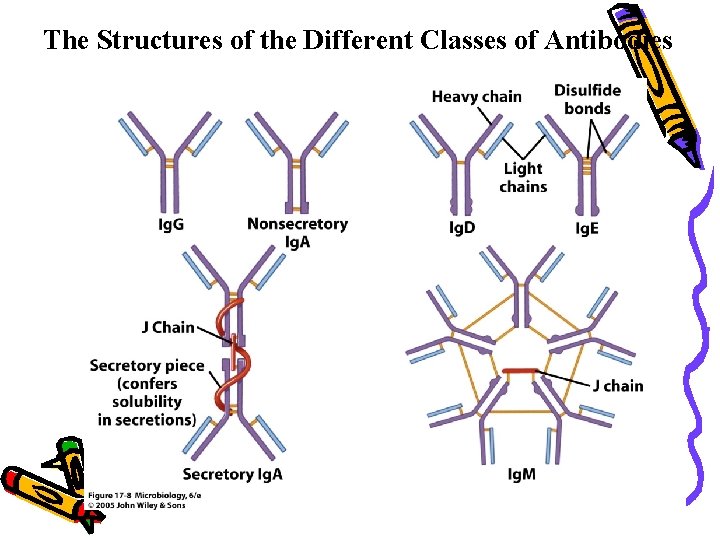 The Structures of the Different Classes of Antibodies 