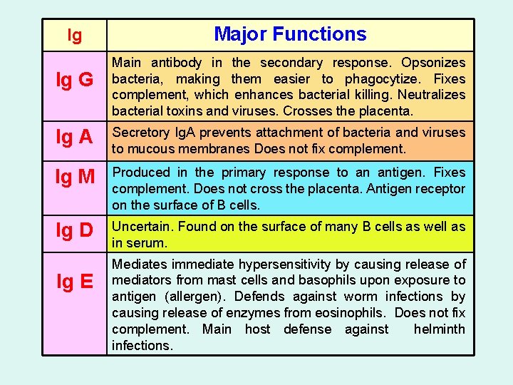 Ig Ig G Major Functions Main antibody in the secondary response. Opsonizes bacteria, making