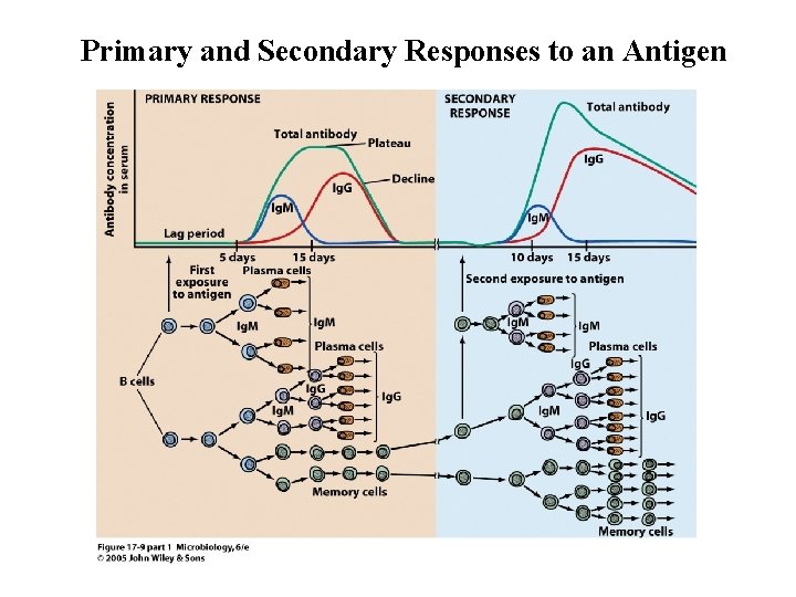 Primary and Secondary Responses to an Antigen 