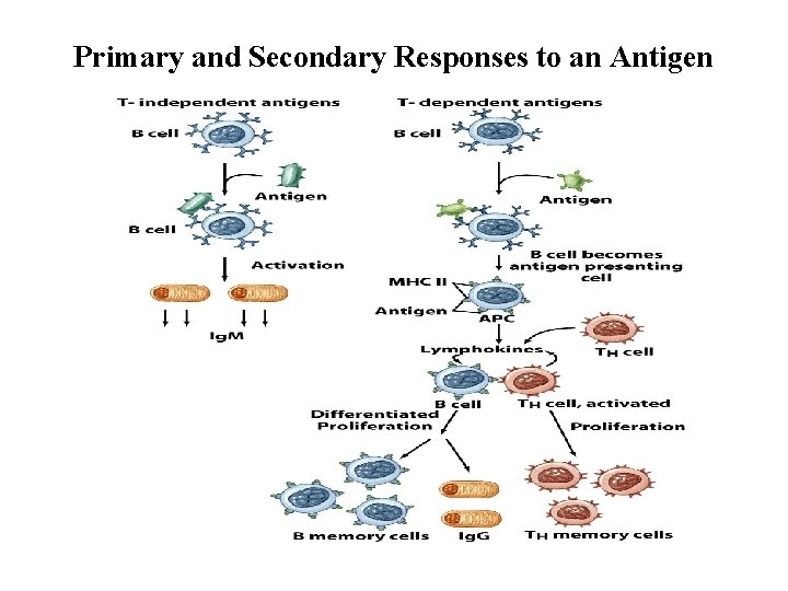Primary and Secondary Responses to an Antigen 