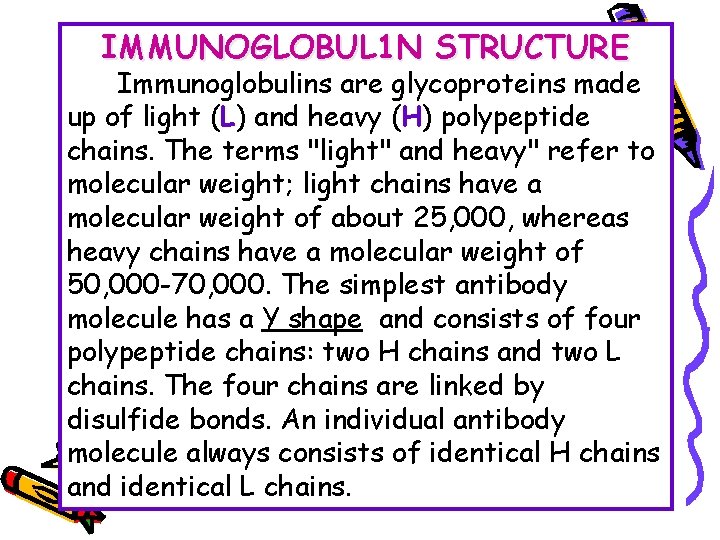 IMMUNOGLOBUL 1 N STRUCTURE Immunoglobulins are glycoproteins made up of light (L) and heavy