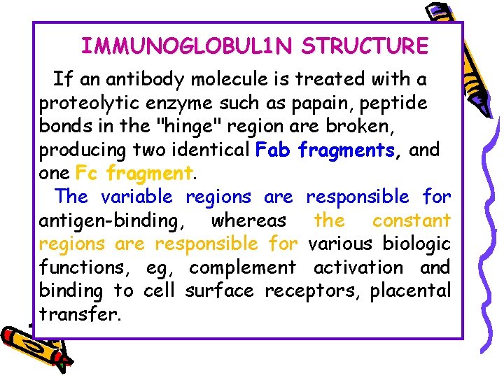 IMMUNOGLOBUL 1 N STRUCTURE If an antibody molecule is treated with a proteolytic enzyme