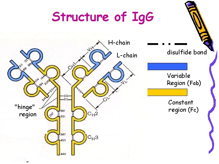 Structure of Ig. G H-chain L-chain disulfide bond Variable Варіабельна ділянка Region (Fab) "hinge"