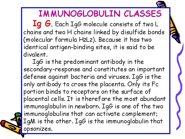 IMMUNOGLOBULIN CLASSES Ig G. Each Ig. G molecule consists of two L chains and