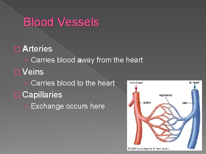 Blood Vessels � Arteries › Carries blood away from the heart � Veins ›