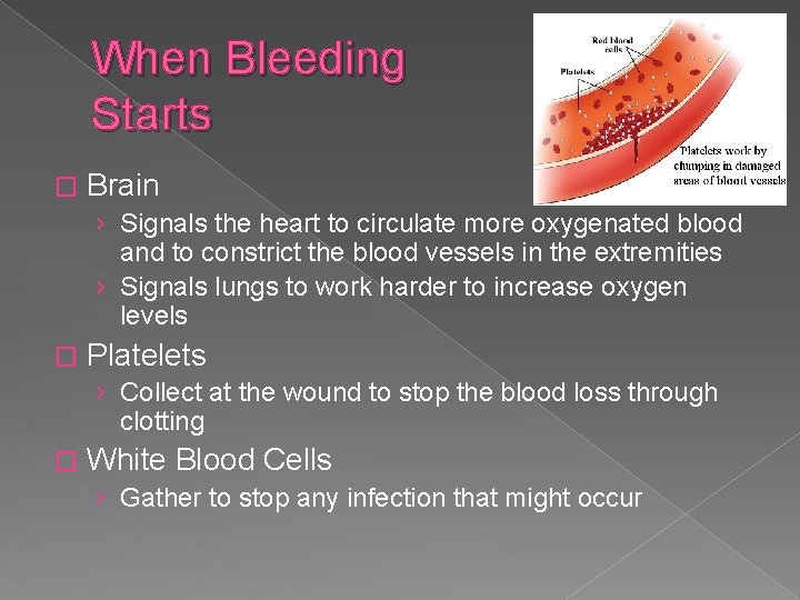 When Bleeding Starts � Brain › Signals the heart to circulate more oxygenated blood