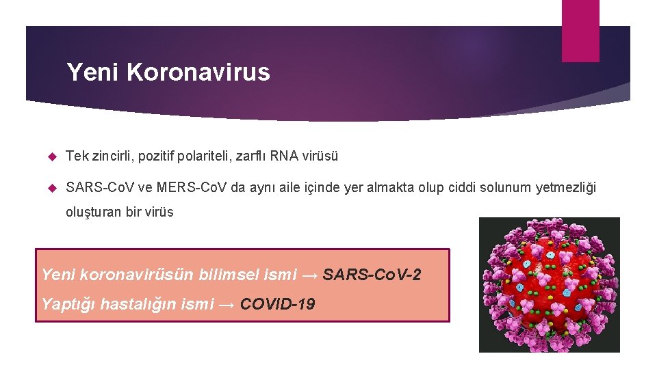 Yeni Koronavirus Tek zincirli, pozitif polariteli, zarflı RNA virüsü SARS-Co. V ve MERS-Co. V