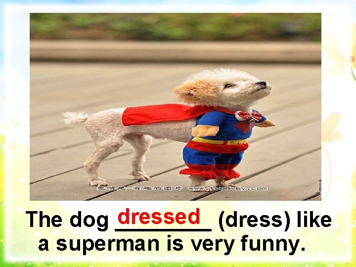 dressed (dress) like The dog ____ a superman is very funny. 
