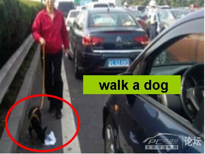 walk a dog 