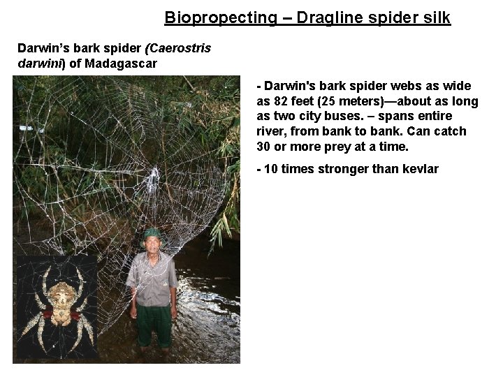 Biopropecting – Dragline spider silk Darwin’s bark spider (Caerostris darwini) of Madagascar - Darwin's